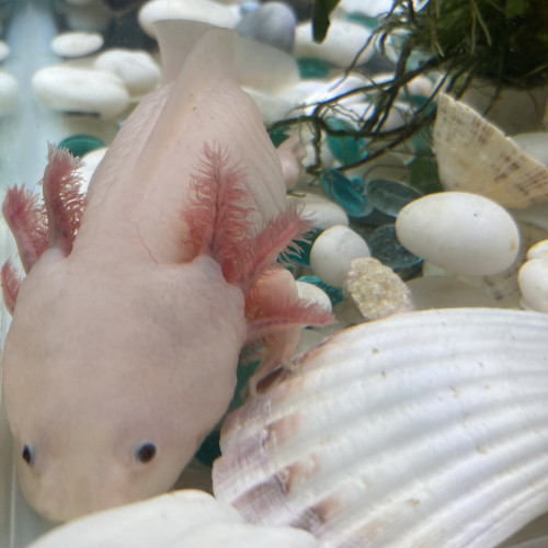 Bébés axolotls leuciques et sauvages