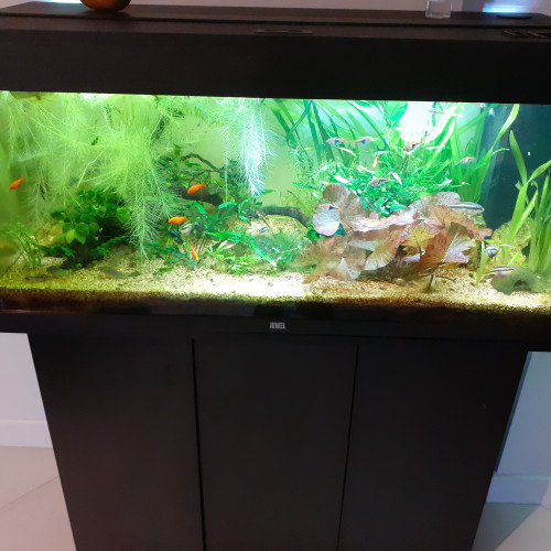 Aquarium 180l Juwel avec poissons et plantes