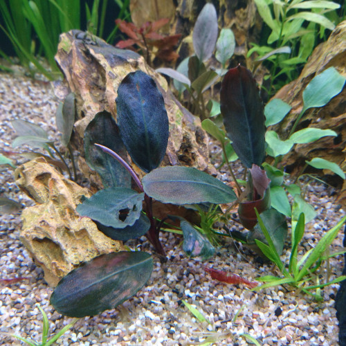 Bucéphalandra Achilles