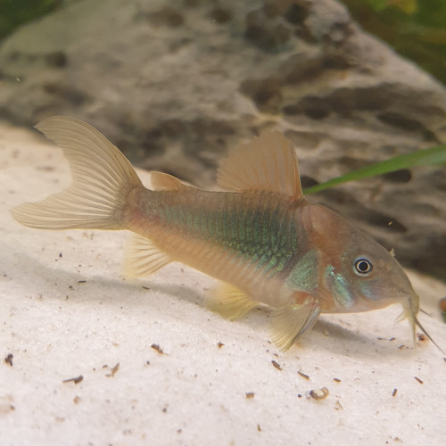 Corydoras