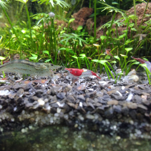 Crevettes Red Rili