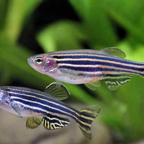 Danio rerio