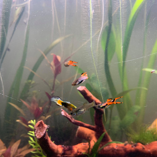 À donner : Alevins, mâles et femelles guppy Endler.
