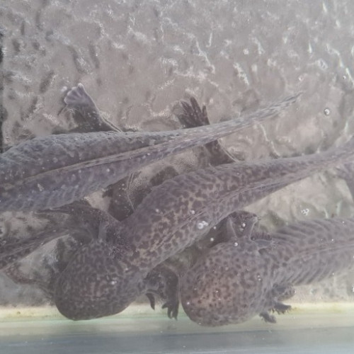 Axolotl couleur sauvage