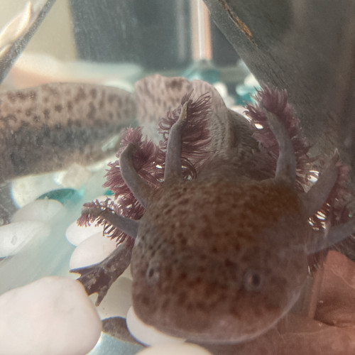 Urgent bébés axolotls leucistiques et sauvages