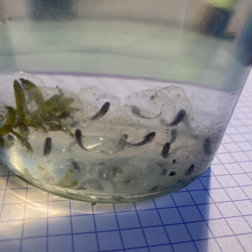 Acheter Urgent Bebes Axolotls Leucistiques Et Sauvages