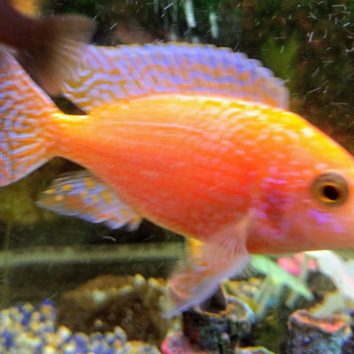 Aulonocara Red Firefish