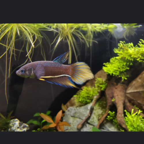 BETTA SPADE TAIL YELLOW