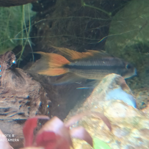 Apistogramma cacatuoides mâle