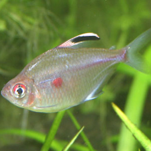 TETRA COEUR SAIGNANT (5-6cm)