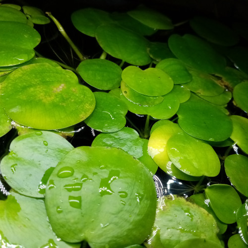 Plante flottante ( Limnobium Laevigatum) aquarium d'eau chaude toutes espèces