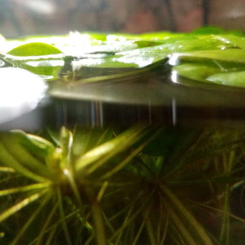Plante flottante ( Limnobium Laevigatum) aquarium d'eau chaude toutes espèces