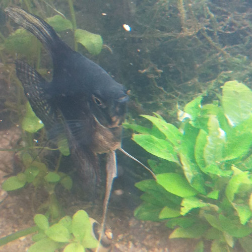 SCALAIRE NOIR