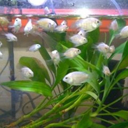 Platinum white parrot ciclides
