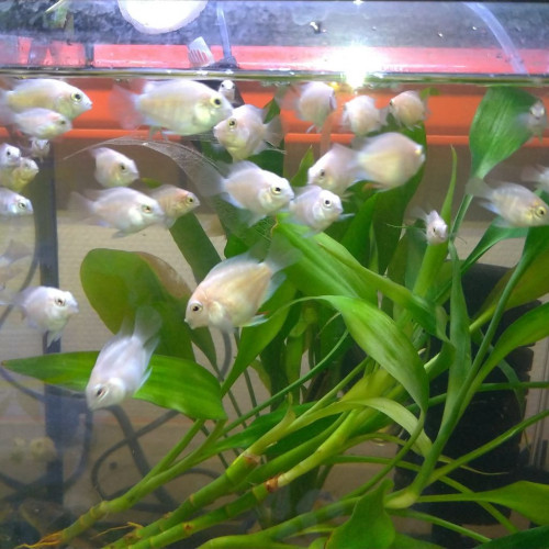Platinum white parrot ciclides