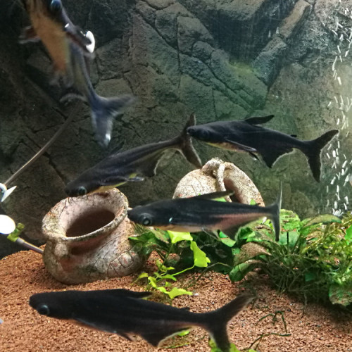 Pangasianodon Hypophthalmus (panga / pangasius / silure requin) LOT de 5 poissons