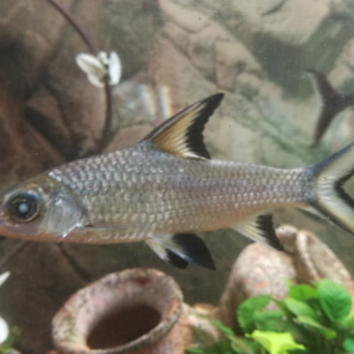 Balantiocheilos Melanopterus (barbus-requin / balantio / requin de bala / requin argenté)