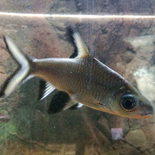 Balantiocheilos Melanopterus (barbus-requin / balantio / requin de bala / requin argenté)