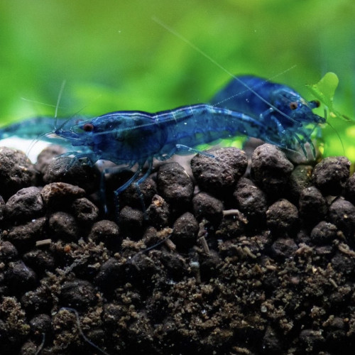 Lot Crevettes Blue Velvet