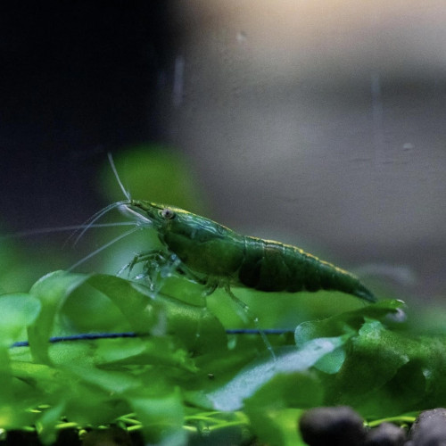 Lot Crevettes super green jade