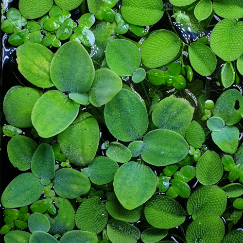6 Laitue d'eau - Plante d'aquarium