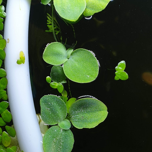 6 Laitue d'eau - Plante d'aquarium