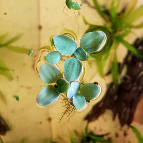 6 Laitue d'eau - Plante d'aquarium