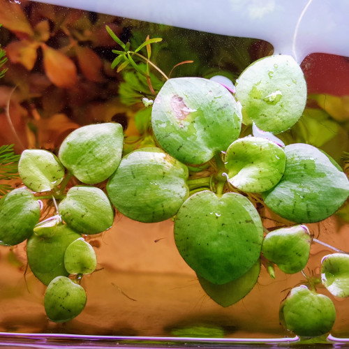 3 Grenouilles - Plante d'aquarium