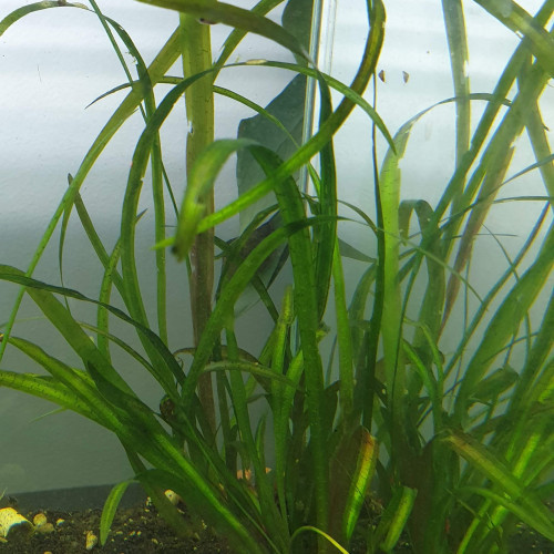 3 Vallisneria - Plante d'aquarium