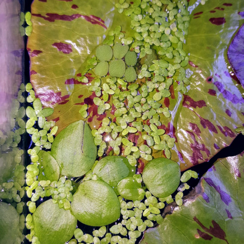 100 Lentilles d'eau - Plante d'aquarium