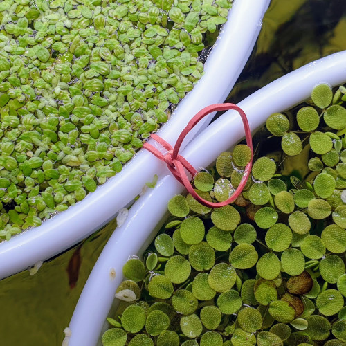 100 Lentilles d'eau - Plante d'aquarium