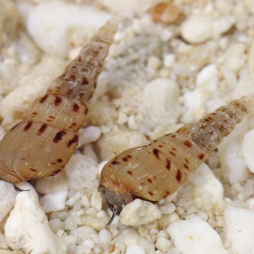 10 Mélanoides - Escargot d'aquarium
