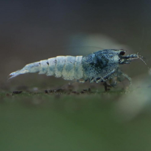 Crevettes Blue blot