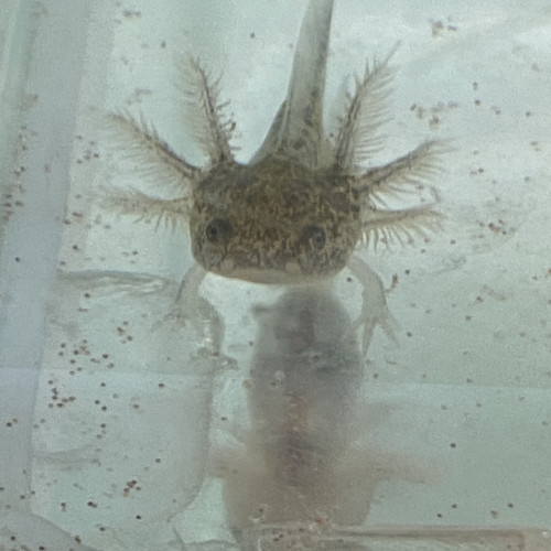 Vente .. Réservation bébés axolotls