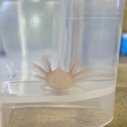 Vente .. Réservation bébés axolotls