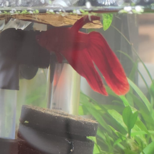 AQUARIUL nano, 20l + Betta