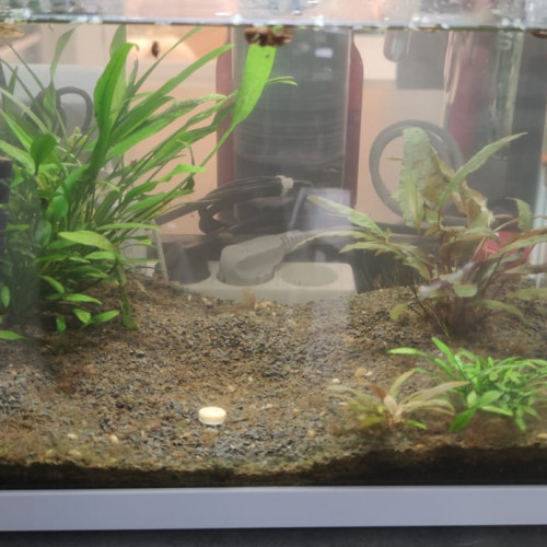 AQUARIUL nano, 20l + Betta