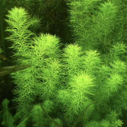 Myriophyllum sp Guyana