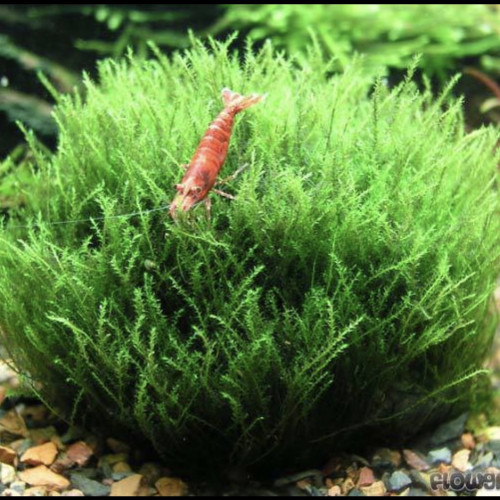 Amblysteglum serpens Nano-Moss