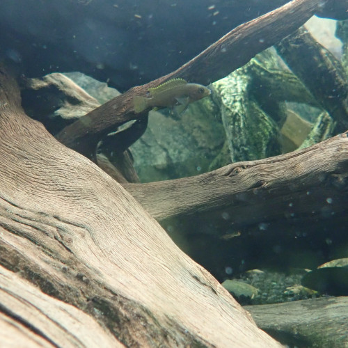 Labidochromis sp. Hongi - adultes et juveniles