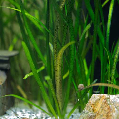 Plante aquarium Vallisneria Spiralis Léopard / Tiger