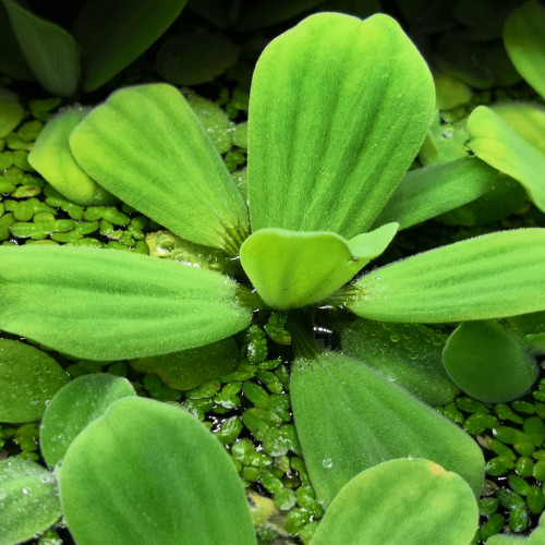 Plante aquarium ou bassin laitues d'eau - Pistia