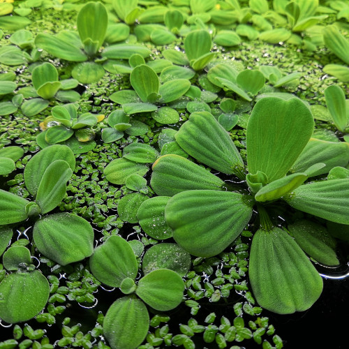 Plante aquarium ou bassin laitues d'eau - Pistia