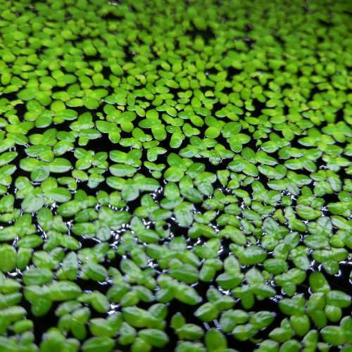 Plante aquarium Lentilles d'eau