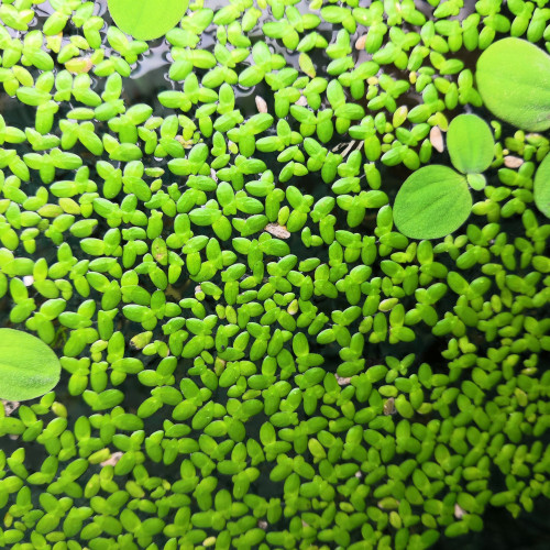 Plante aquarium Lentilles d'eau