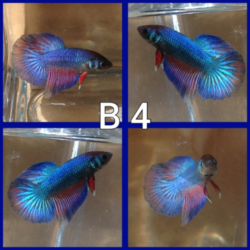 Betta voile longs