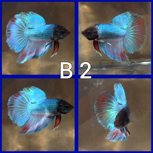 Betta voile longs