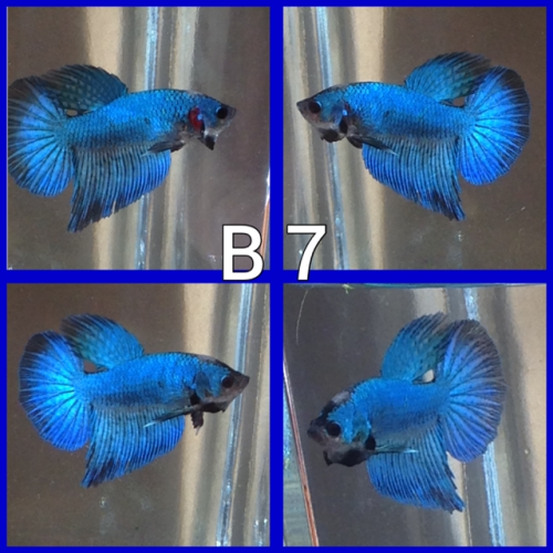 Betta voile longs