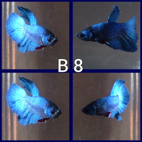 Betta voile longs