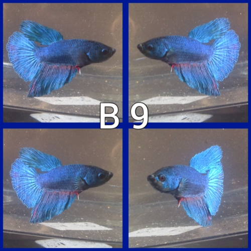 Betta voile longs